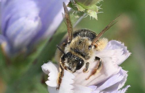 Eucera sp.
